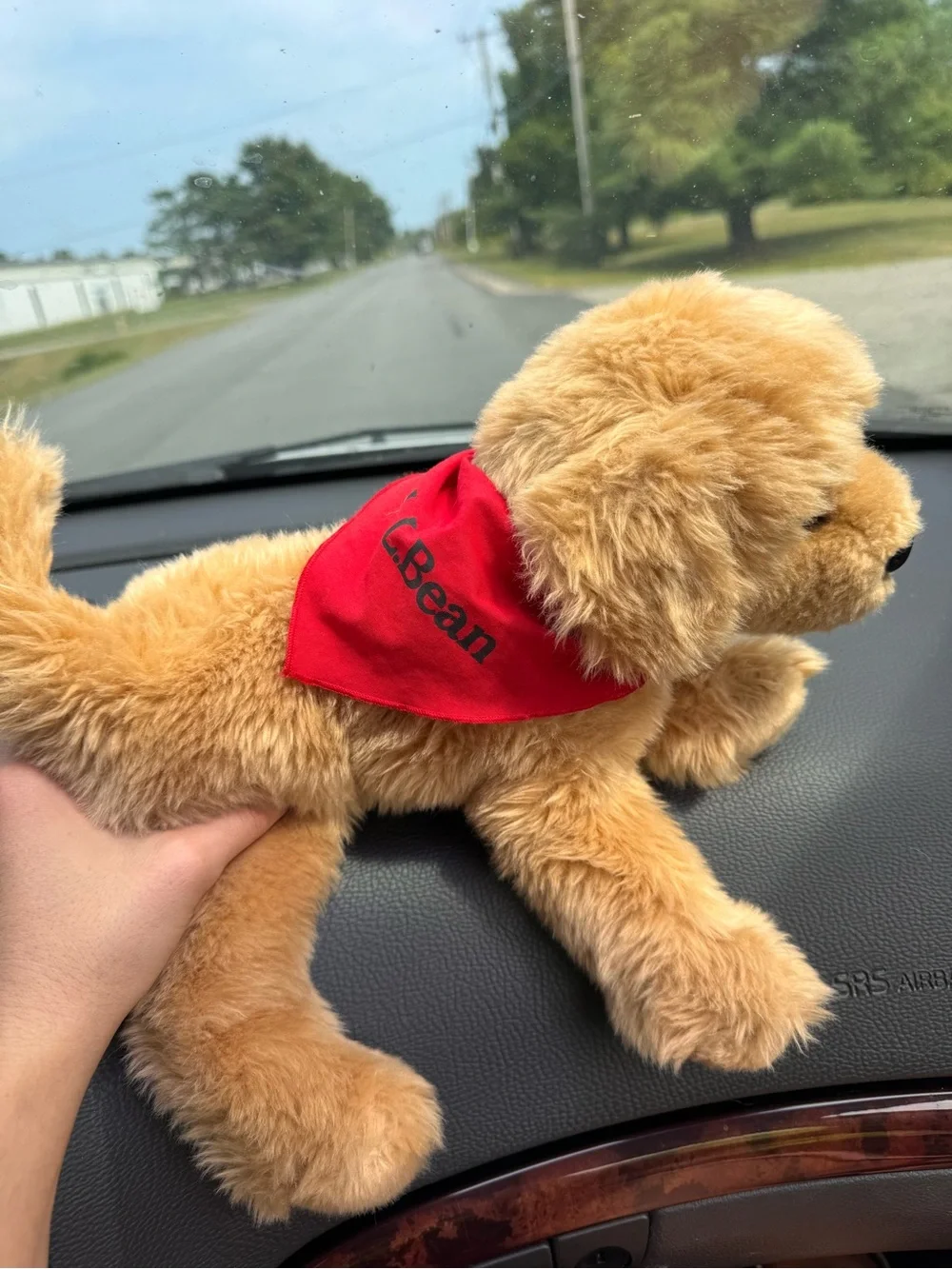 L.L.Bean X Douglas Golden retriever dog with Red LL bean Bandana